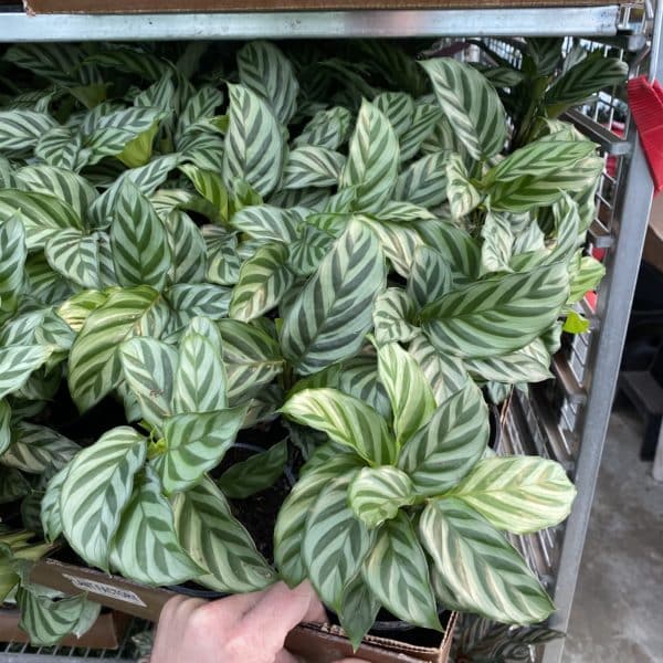 4" Calathea (Growers Choice) - Image 3