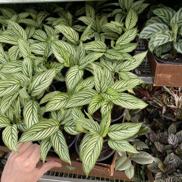 4" Calathea (Growers Choice) - Image 5