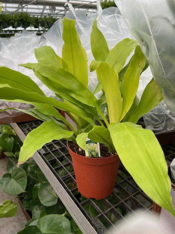 6" Janet Craig Limelight