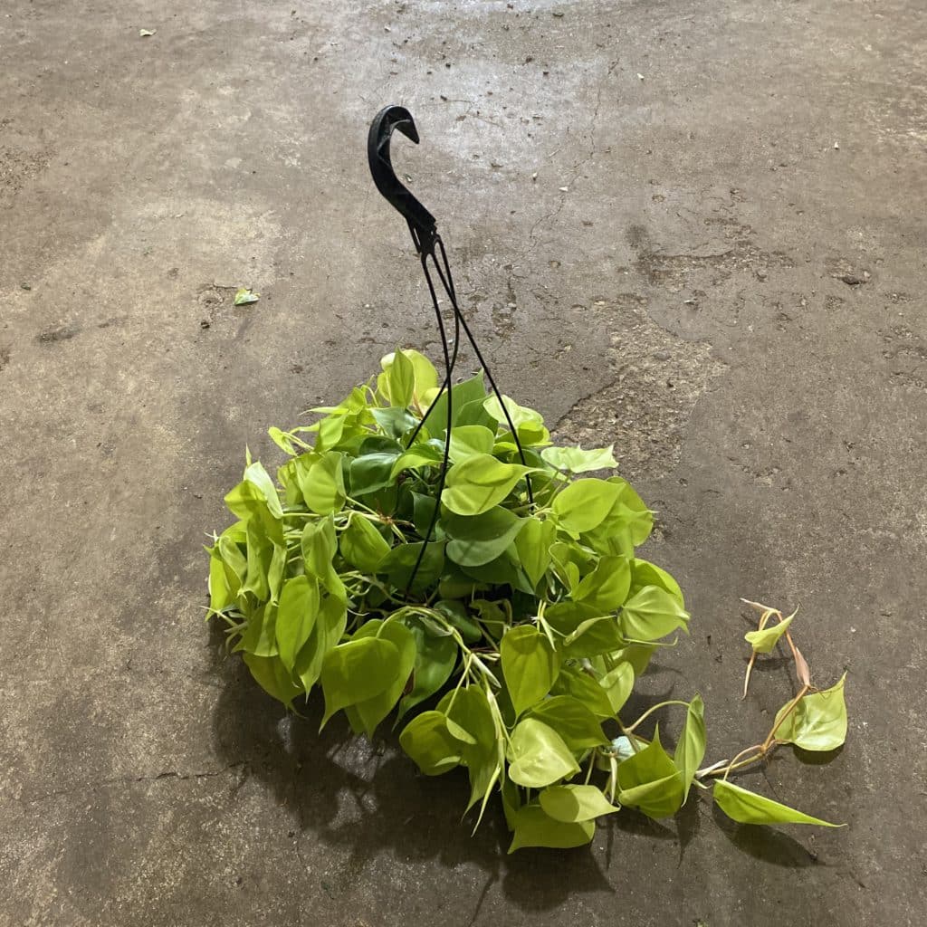 Plant Sale Picture