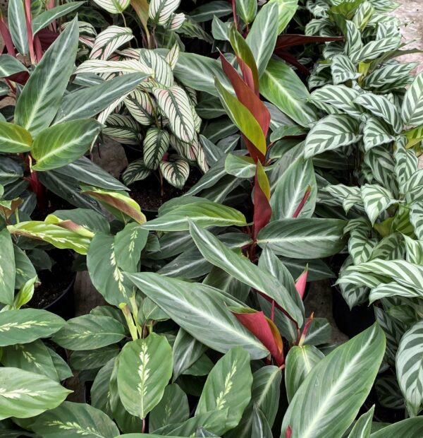 4" Calathea (Growers Choice)