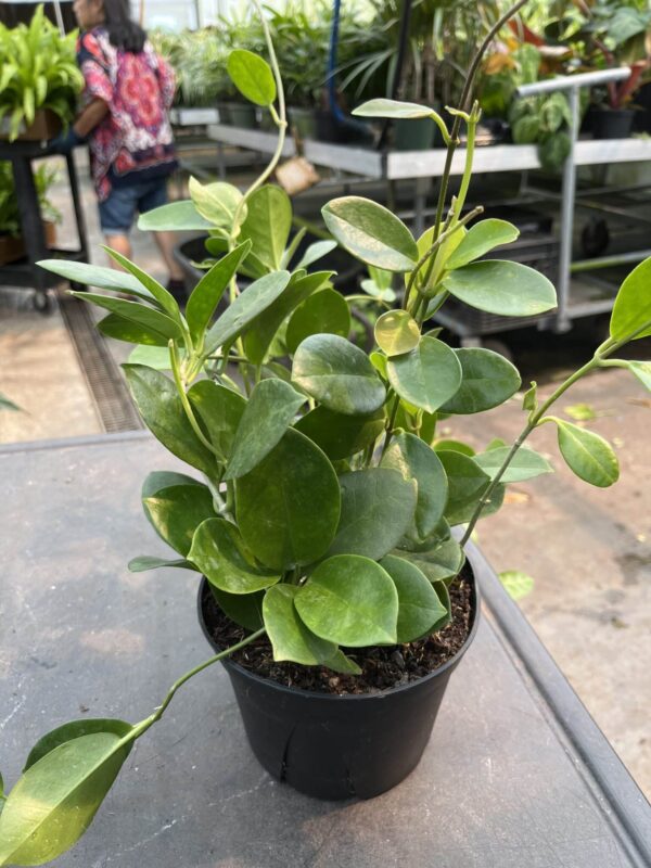 6" Hoya Australis