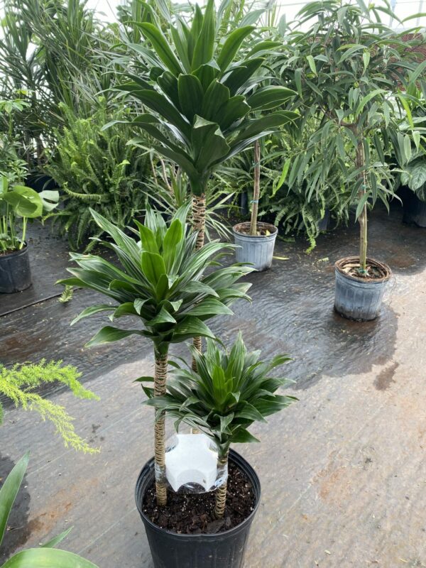 10" Dracaena Janet Craig (Cane)