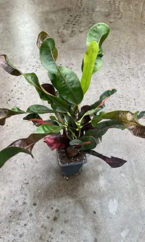 3" Croton Mammy