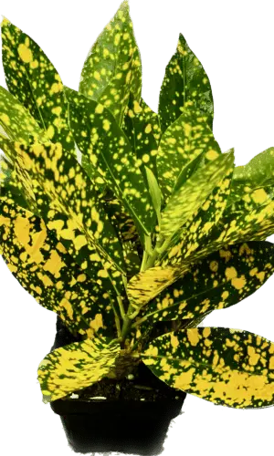3" Croton Gold Dust