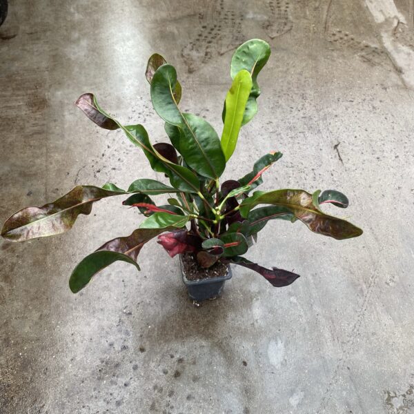 3" Croton Mammy