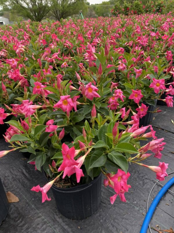 10" Dipladenia (Bush) - Image 3
