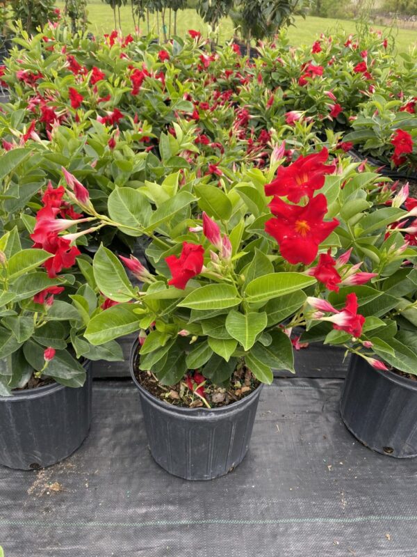 10" Dipladenia (Bush)