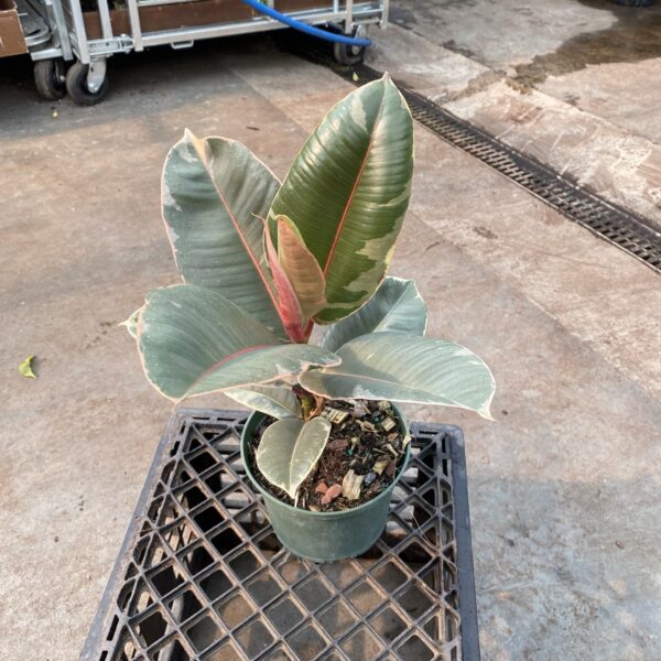 6" Ficus Tineke