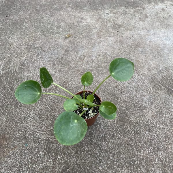 2" Chinese Money Plant - Image 2