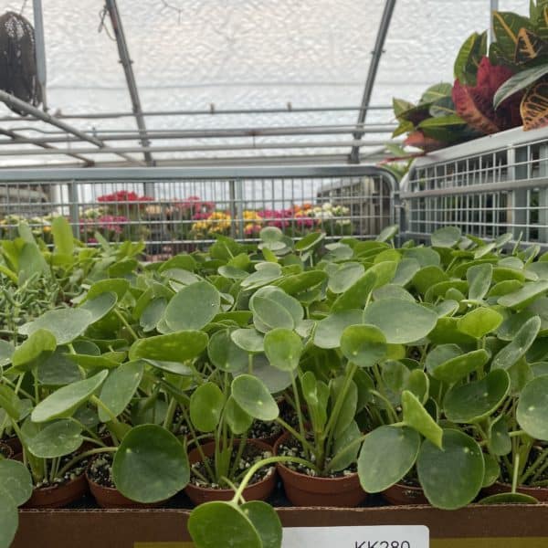 2" Chinese Money Plant