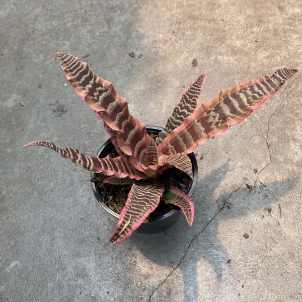4" Crypthanthus