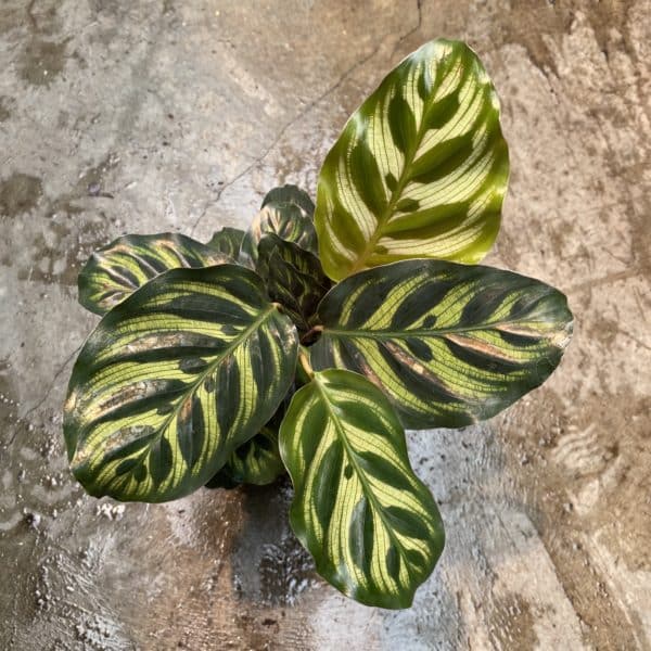 4" Calathea Makoyana