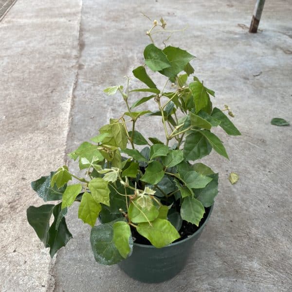 6" Cissus Rhombifolia