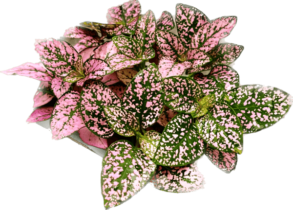 3" Splash Pink
