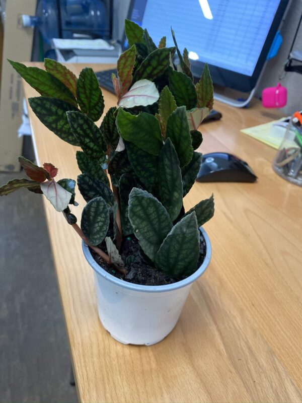 4" Pellonia Plant