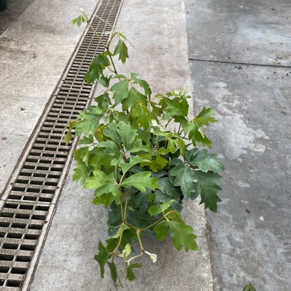 6" Cissus Ellen Danica