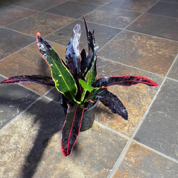 4" Croton Mango
