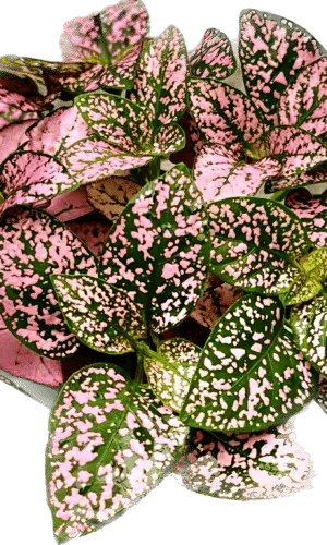 3" Splash Pink