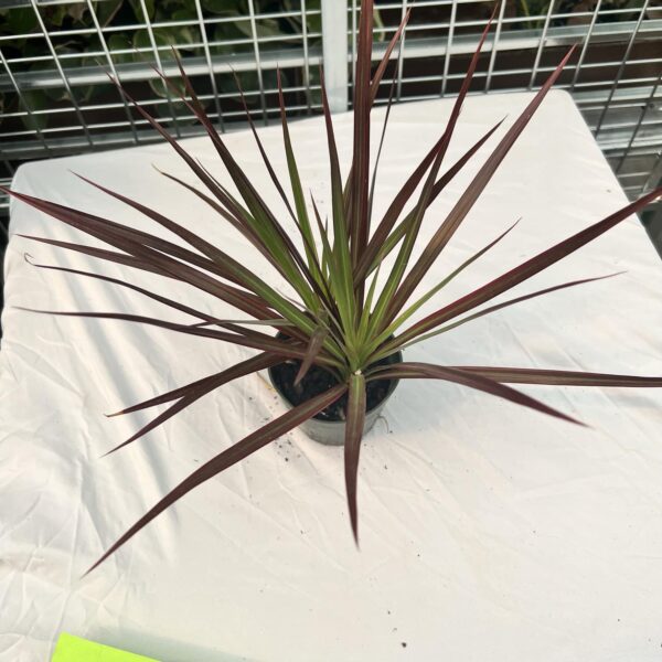 4" Margi Red Spikes