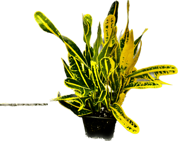 3" Croton Banana
