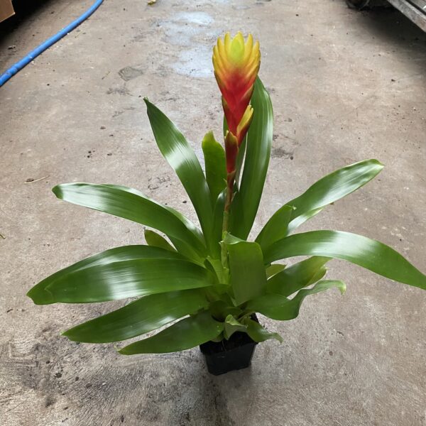 4" Bromeliad Vriesea