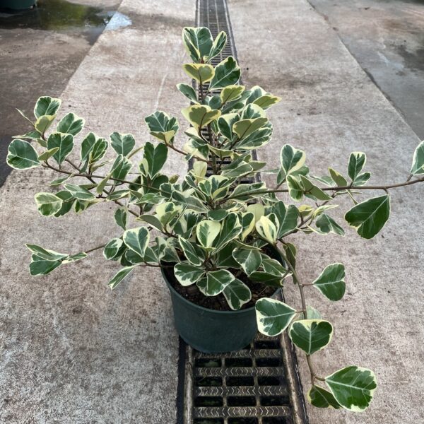 6" Ficus Triangularis Variegate