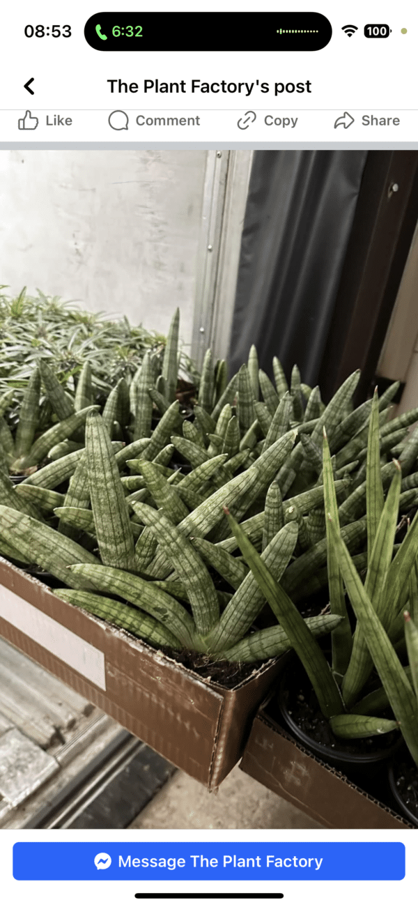 4" Sansevieria Boncel Star