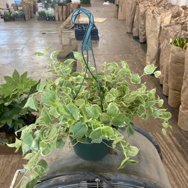 8" HB Pep Scandens