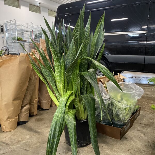 14" Sansevieria Joboa
