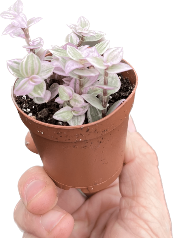 2" Tradescantia Pink Panther