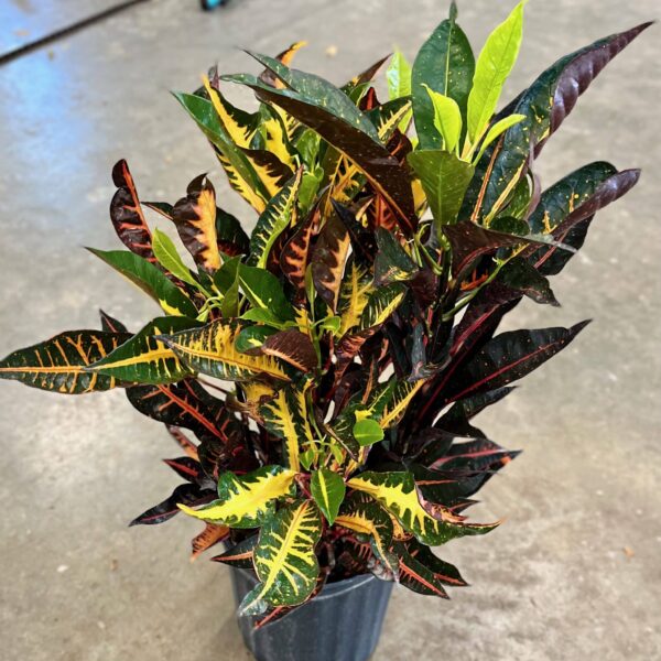 8" Croton Congo