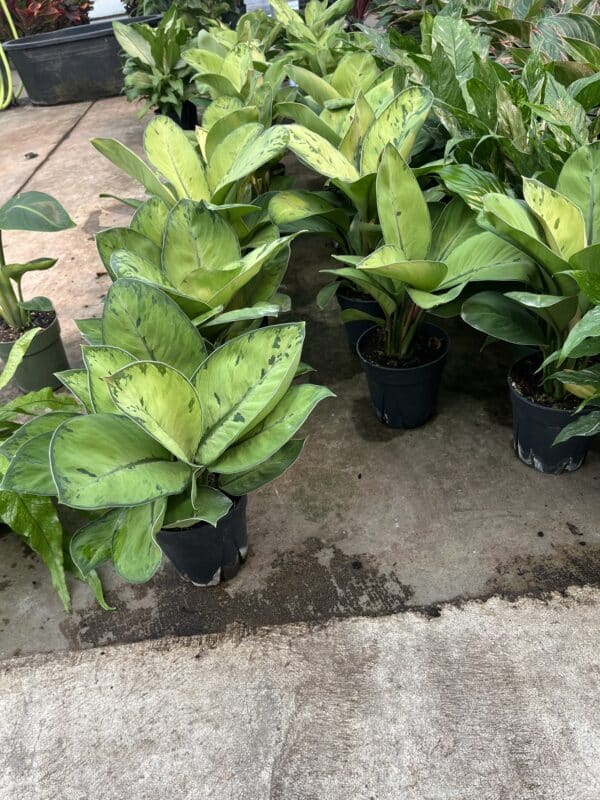6" Homalomena Shelby - Image 2