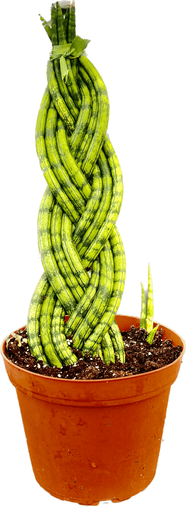6" Sansevieria Cylinder Braid