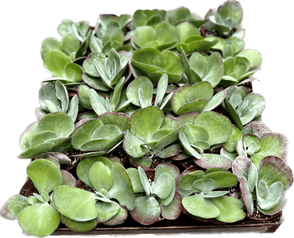 4" Succulent Flapjack