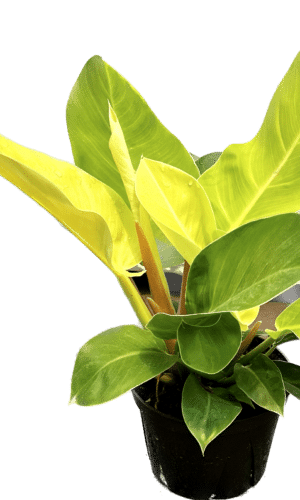 6" Philodendron Moonlight