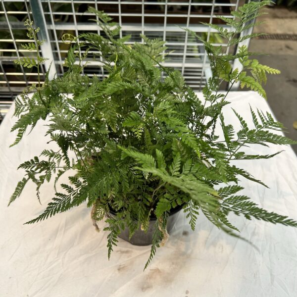 6" Fern Rabbits Foot