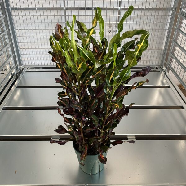 6" Croton Curly Boy