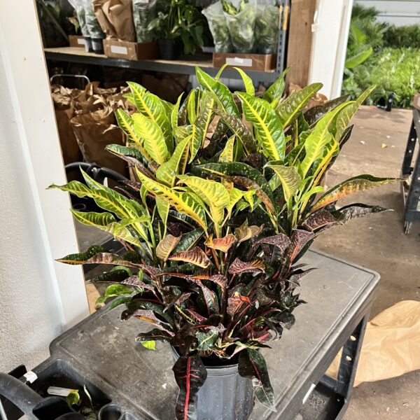 8" Croton AFD-5