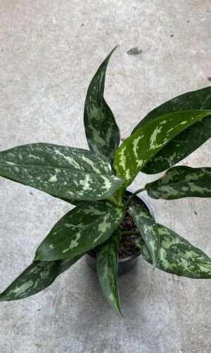 4" Aglaonema Maria