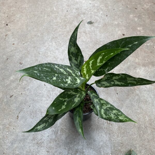 4" Aglaonema Maria