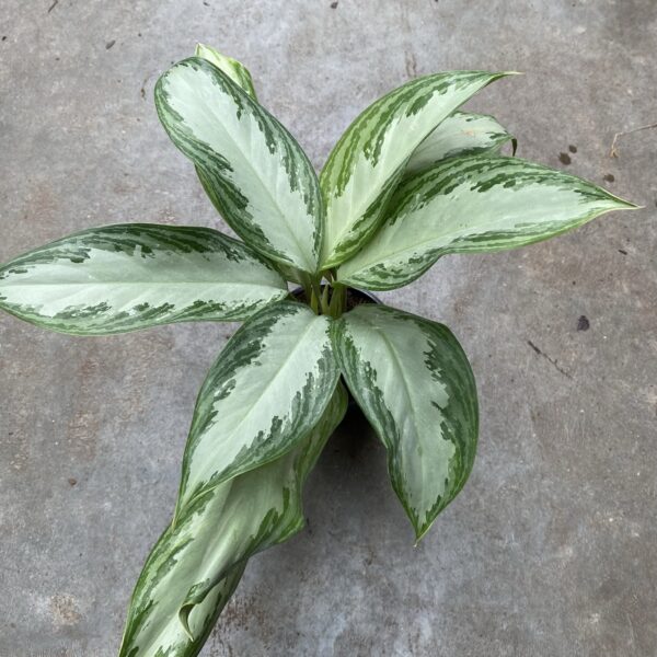 4" Aglaonema Silver Bay