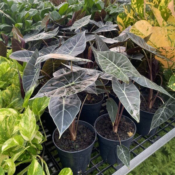 6" Alocasia Dragons Tooth