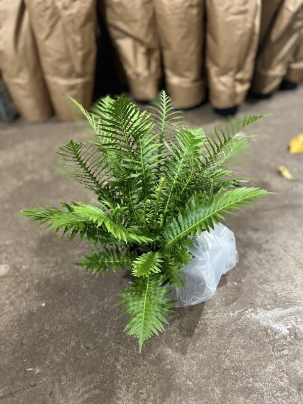 6" Fern Silver Lady