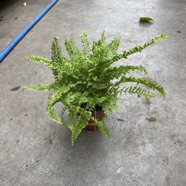 4" Fern Fluffy Ruffle