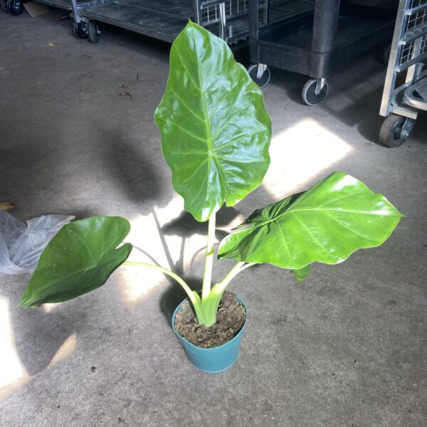 6" Alocasia Caidora