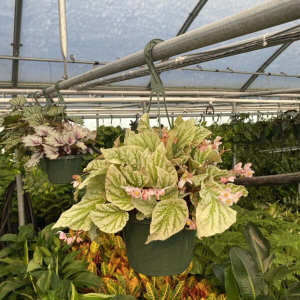 8" HB Begonia Rex - Image 2
