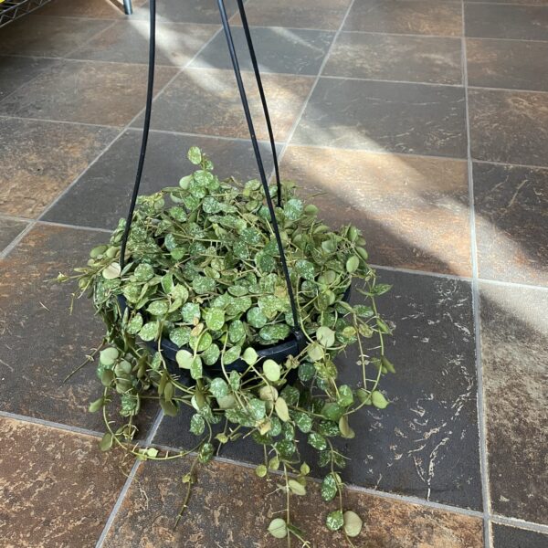 8" HB Hoya Curtisii