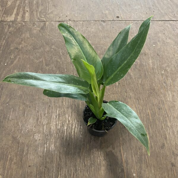 4" Philly WendLandii