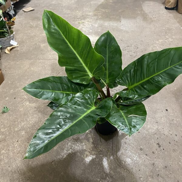 8" Philodendron  Melinonii